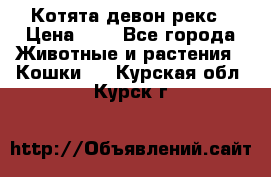 Котята девон рекс › Цена ­ 1 - Все города Животные и растения » Кошки   . Курская обл.,Курск г.